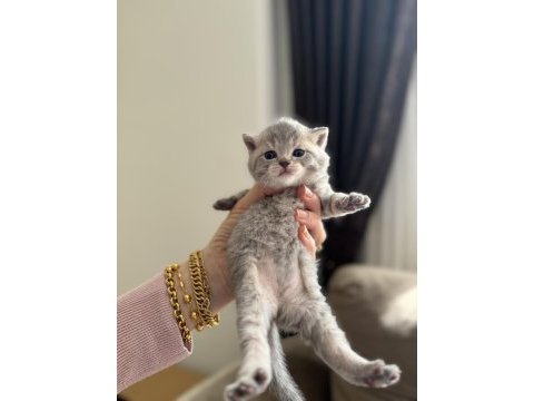 British shorthair beyaz silver ve blue yavrular