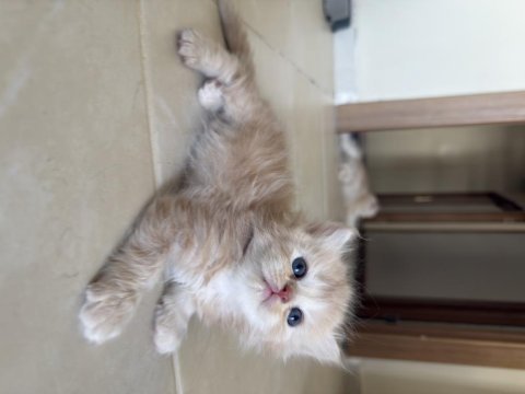 British longhair kedisi