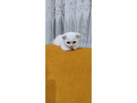Scottish fold kartopu