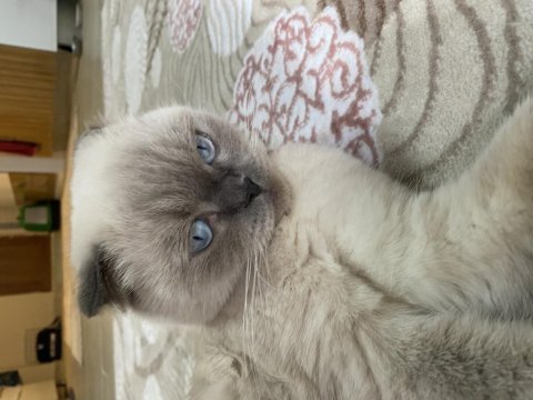 Scottish fold 2 yaşında