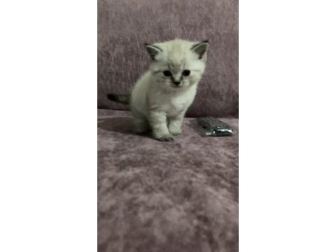 British shorthair yavrular