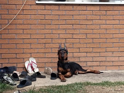 Big doberman