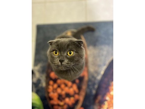 Ücretsiz sahiplendirilecek scottish fold