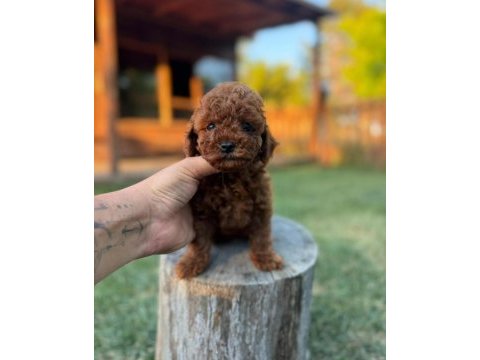 Sevgi dolu toy poodle yavruları yeni ailesini arıyor