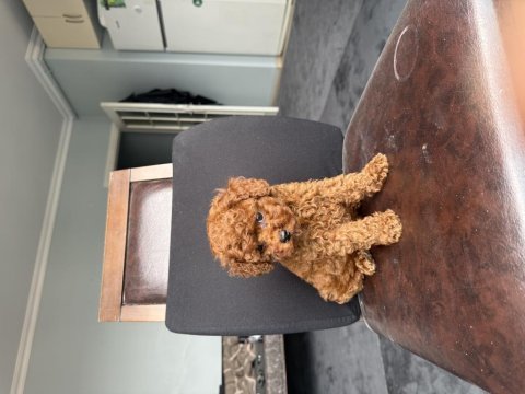 Ev ortamında büyüyen ped eğitimli mini boy poodle