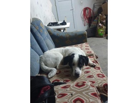 Cipli aşılı köpek için acil yuva jack russell