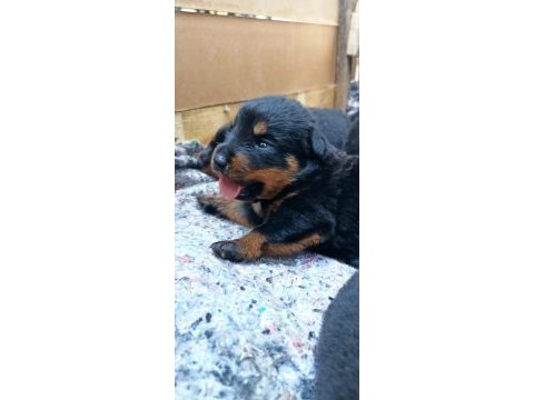 Yavru rottweiler