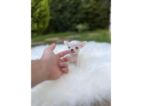 Elma kafa kusursuz anatomi chihuahua bebekler