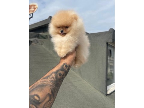 Ayı surat pomeranian yavrular korekan
