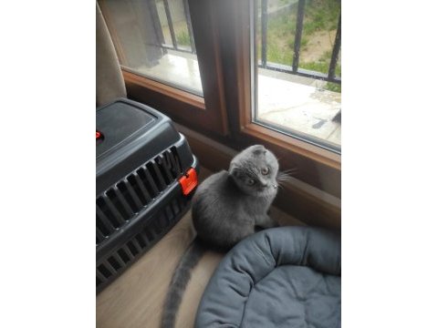 Scottish fold erkek 4 aylık