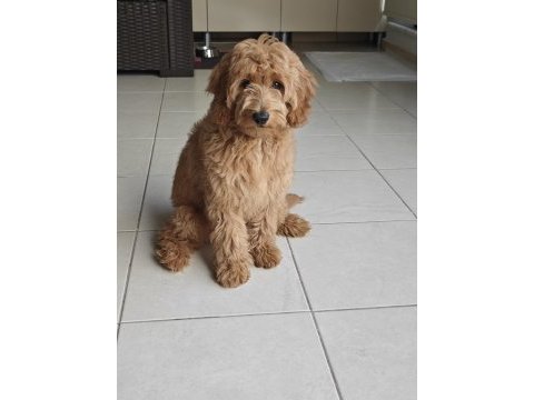 Dişi toy poodle