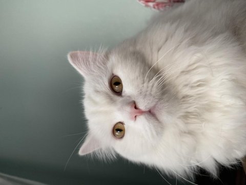 British longhair odin