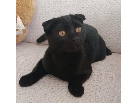 Dişi 5 aylık scottish fold