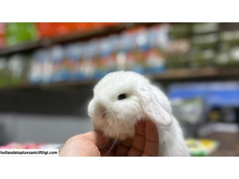 Mini lop tavşanı çiftliği - her ile gönderim!