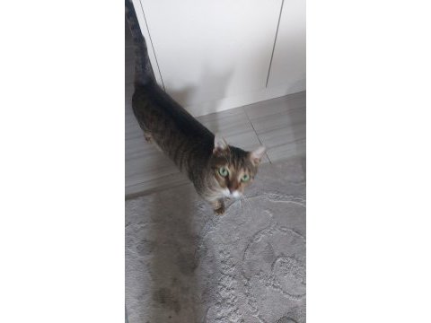 3 yaşında kısır erkek kedimiz