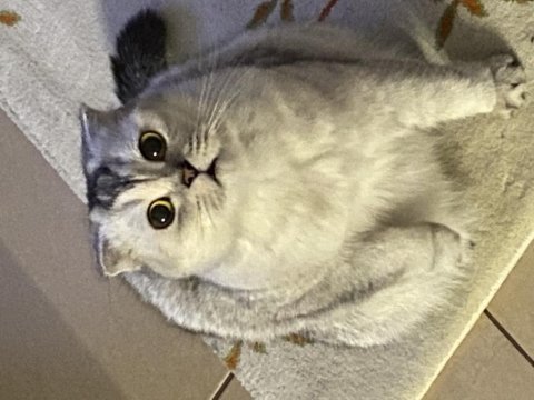 Safkan scottish fold artık bakamıyorum