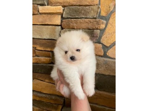3.5 aylık pomeranian yavrularımız