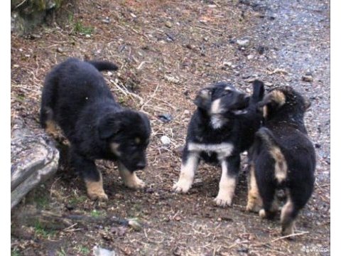 German sheppard puppies