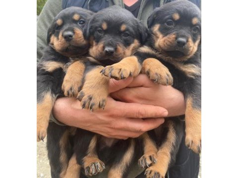 Rottweiler bebekler yeni yuvalarını bekliyor