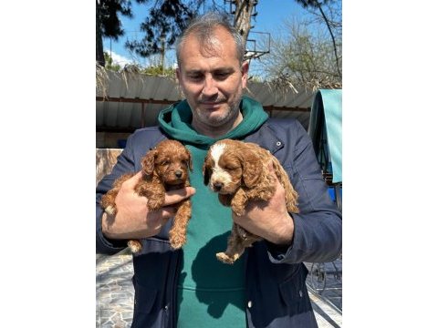 Maltipoo yavrularımız ırk garantilidir