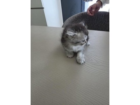 British shorthair yavrularımıza sıcak yuva arıyoruz