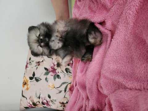 Pomeranian boo
