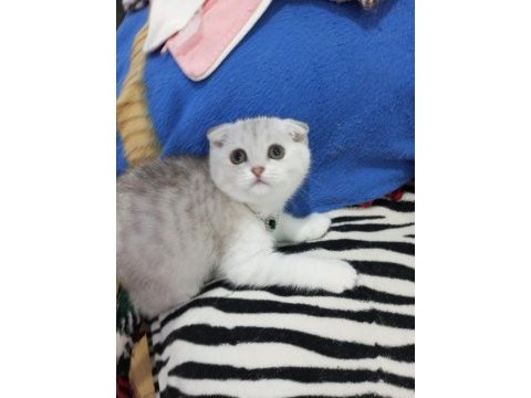 Safkan scottish fold ve straight yavrular catteryden