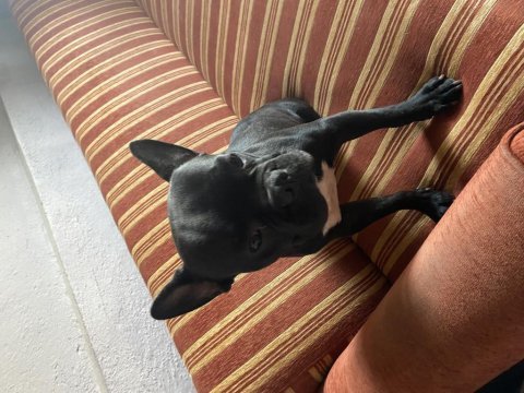 12 aylık erkek french bulldog