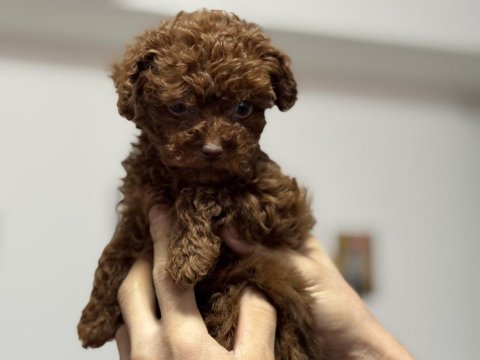 Wc eğitimli aşılı pasaportlu toy poodle yavrular