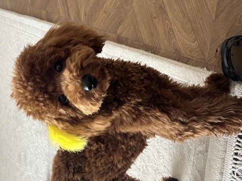 Ücretsiz sahiplendirme yapılacak köpeğimiz cookie 8 aylık