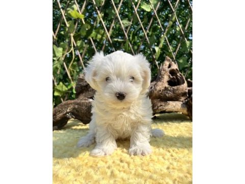 Kar beyaz maltese terrier yavrular