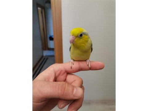 45 günlük erkek forpus