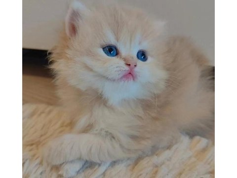 Full secereli british longhair bebekler
