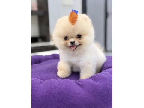 Minnak boy teacup gülen suratlı pomeranian oğlumuz
