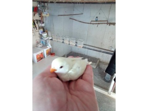 El besleme ve yeni yavru papağanlar