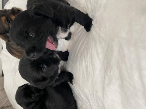 Morkie yavrumuz