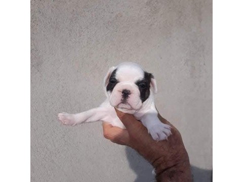 Fransız bulldog yavrular izmirden