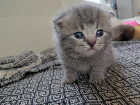30 günlük kediler mama kum eğitimi yapılıyor