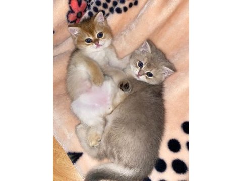 British shorthair golden yavrular