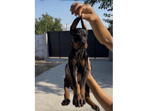 Doberman bebekler