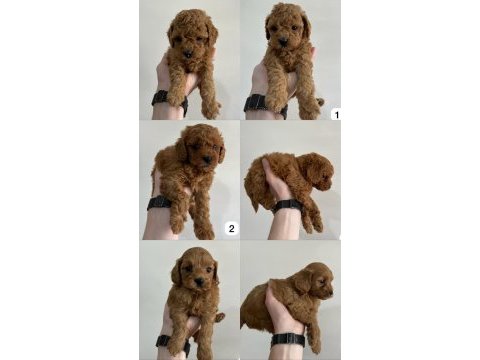 Teslime hazır red brown toy poodle