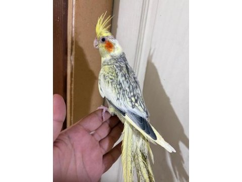 59 günlük bebek sultan papağanı