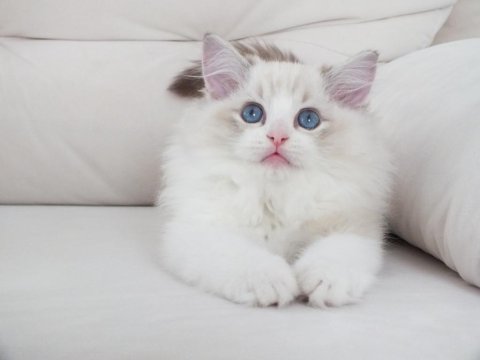 Full şecereli ragdoll yavruları