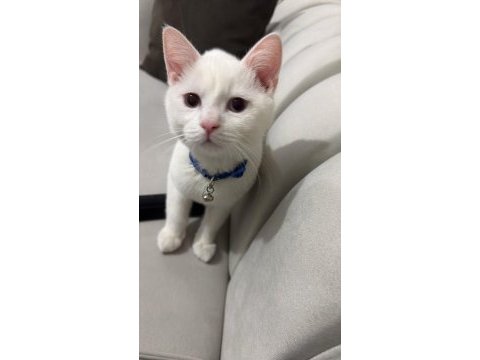 Safkan british shorthair bluepoint