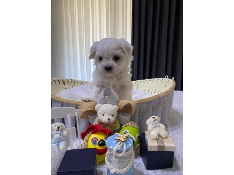 A şecereli kore maltese babadan maltese yavrular