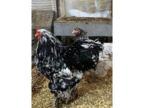 Blue modled brahma kuluçkalık yumurta & civciv