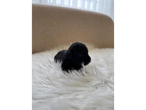 Poodle bebişlerimiz