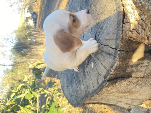 Kısa bacak safkan jack russell