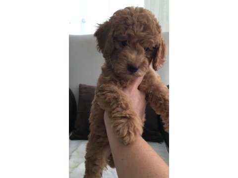 Dişi toy poodle