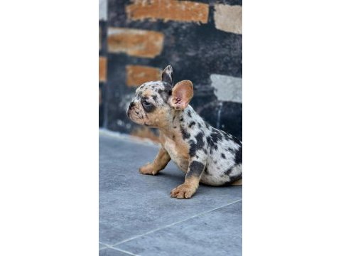 French bulldog blue merle tan isabella carrier dişi 